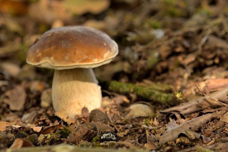 Oktoberwandeling door de Castenrayse vennen